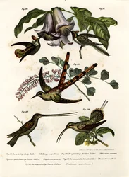 Colibri, 1864